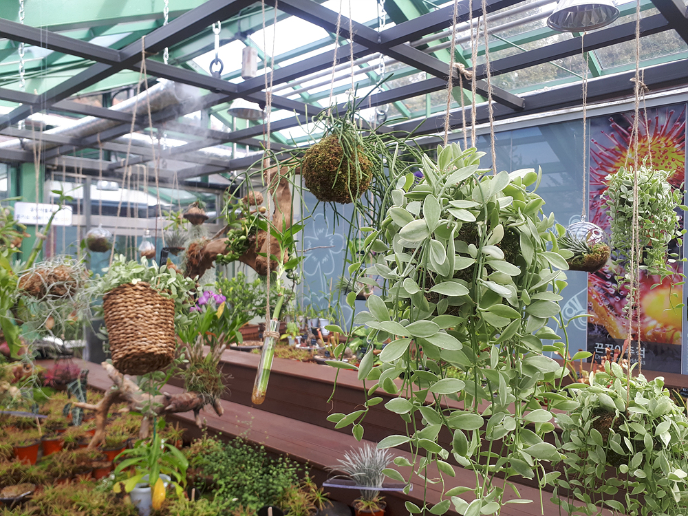 식충. 공중식물 이미지4