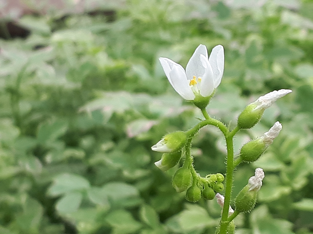 식충. 공중식물 이미지3