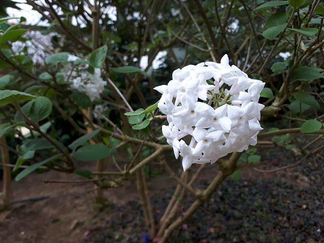 3월의 난대식물원 이미지2