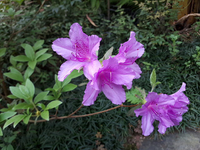 3월의 난대식물원 이미지3