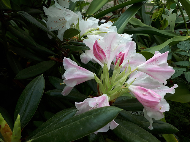 3월의 난대식물원 이미지4