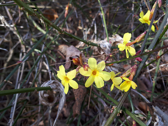 영춘화(물푸레나무과), 길마가지나무(인동과) 이미지2