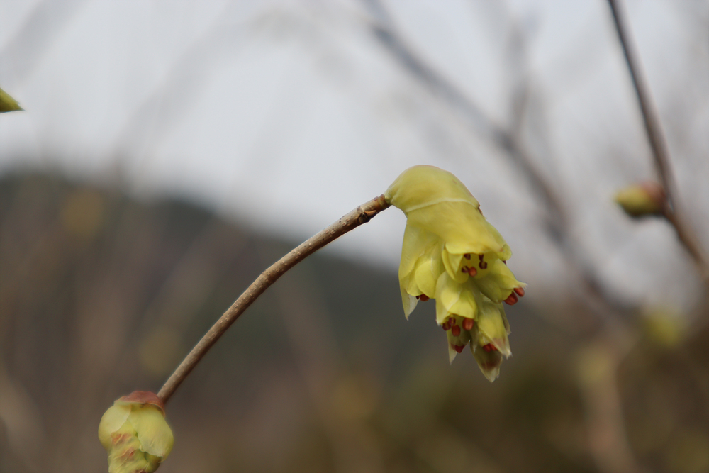 히어리(조록나무과) 이미지2