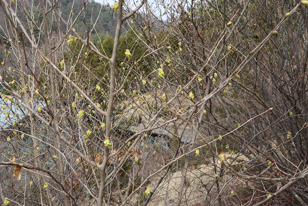 히어리(조록나무과) 이미지3