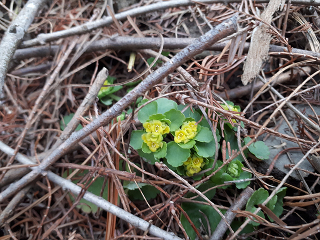 괭이눈(범의귀과) 이미지2
