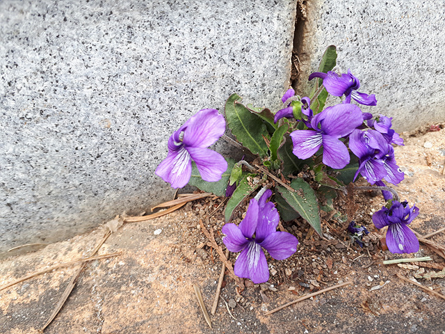 돌 틈에서 핀 봄꽃들 이미지2
