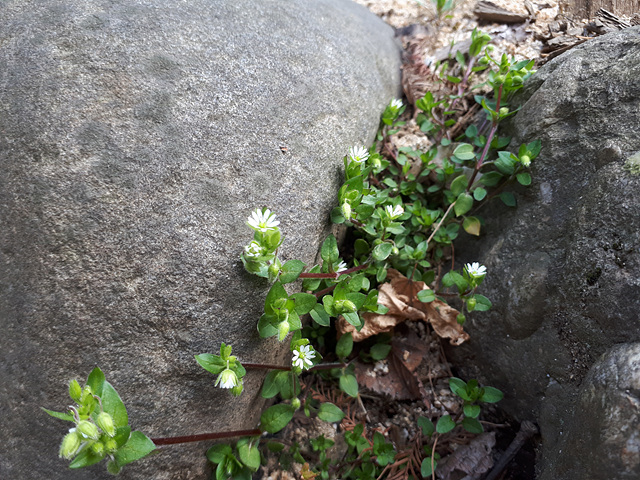 돌 틈에서 핀 봄꽃들 이미지3