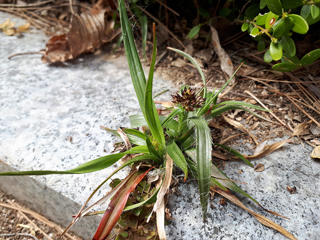 돌 틈에서 핀 봄꽃들 이미지5
