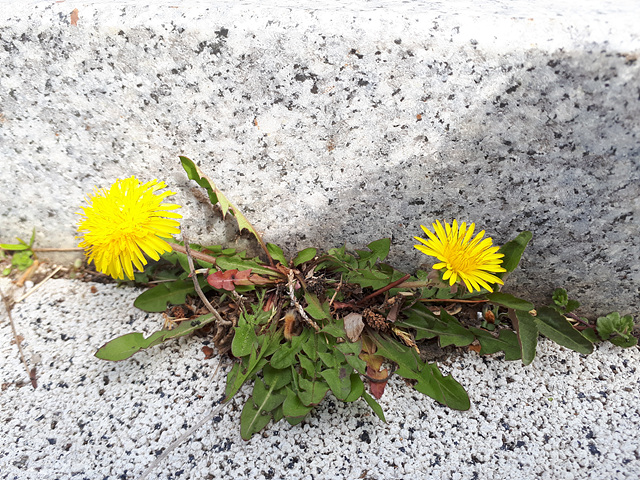 돌 틈에서 핀 봄꽃들 이미지4