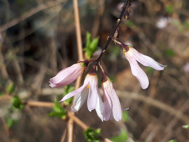 미선나무(물푸레나무과) 이미지2