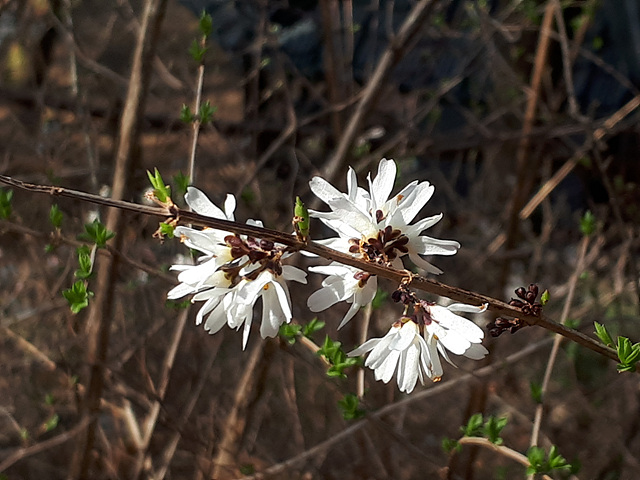 미선나무(물푸레나무과) 이미지3