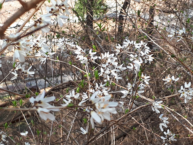 미선나무(물푸레나무과) 이미지4