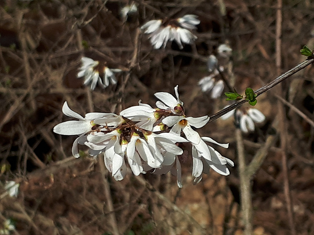미선나무(물푸레나무과) 이미지5