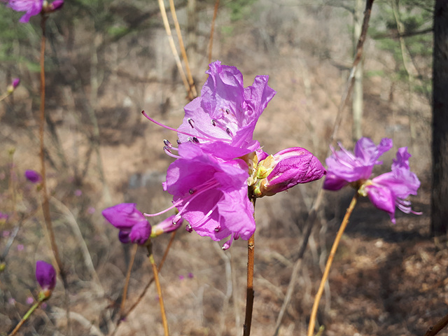 진달래(진달래과) 이미지3