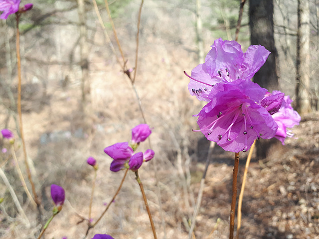 진달래(진달래과) 이미지2