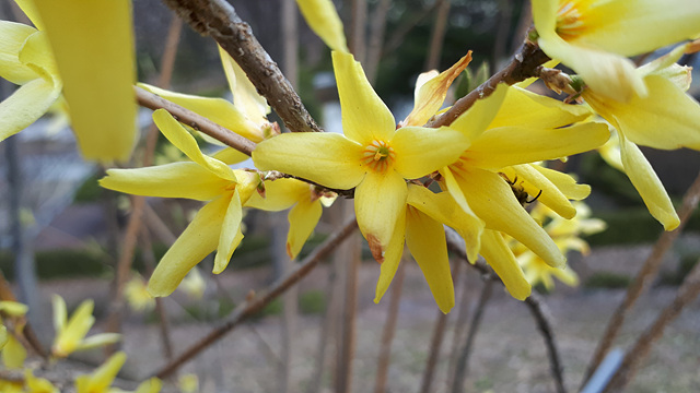 개나리, 산개나리, 장수만리화 (물푸레나무과) 이미지3