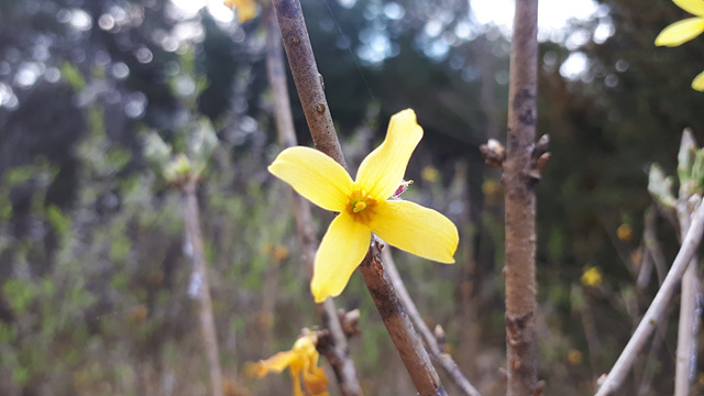 개나리, 산개나리, 장수만리화 (물푸레나무과) 이미지2