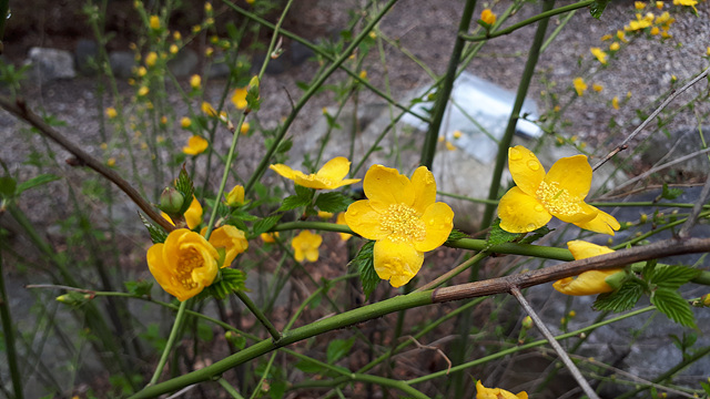 황매화(장미과) 이미지5