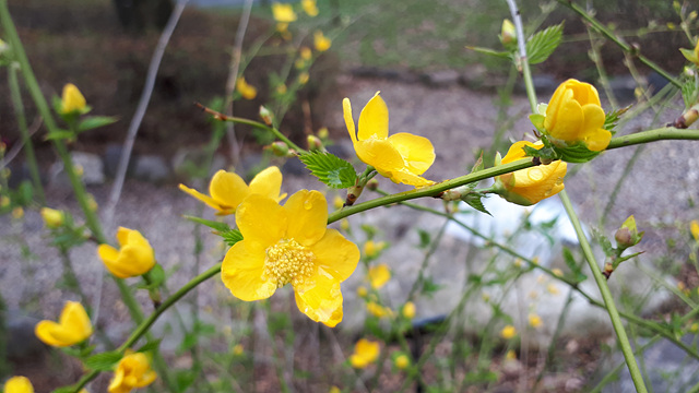 황매화(장미과) 이미지3