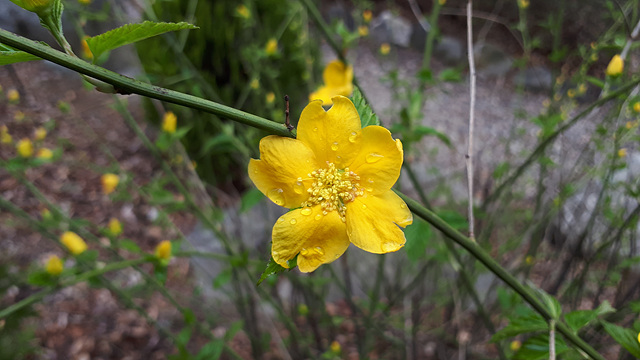 황매화(장미과) 이미지2