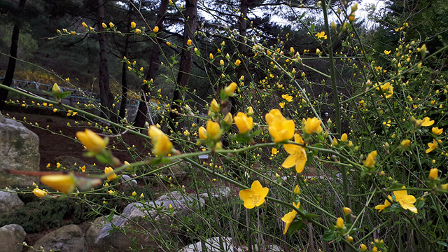 황매화(장미과) 이미지4