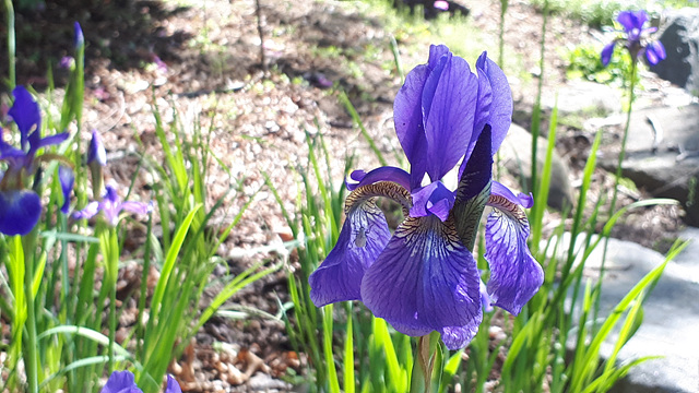 미동산의 붓꽃(붓꽃과) 이미지2