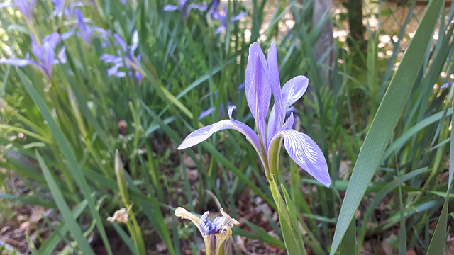 미동산의 붓꽃(붓꽃과) 이미지3