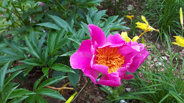 작약(미나리아재비과) 이미지4