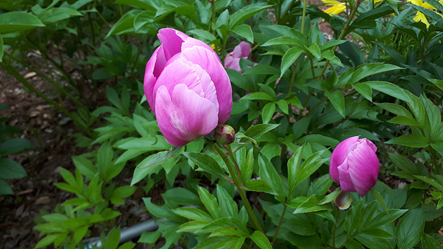 작약(미나리아재비과) 이미지2