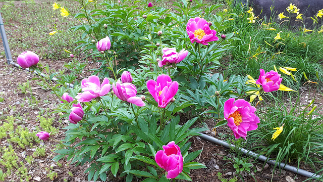 작약(미나리아재비과) 이미지3