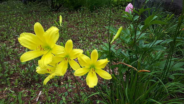 각시원추리(백합과) 이미지2