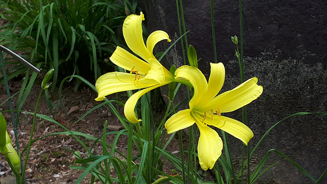 각시원추리(백합과) 이미지3