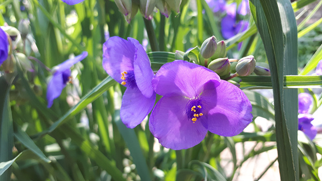 자주달개비(닭의장풀과) 이미지3
