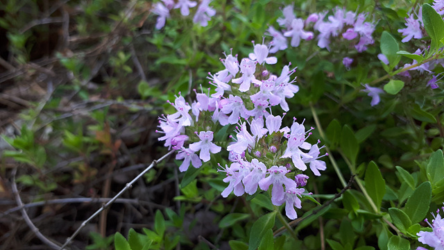 섬백리향(꿀풀과) 이미지4