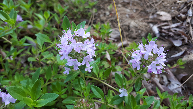 섬백리향(꿀풀과) 이미지2