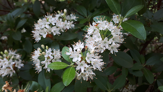 꼬리진달래(진달래과) 이미지2