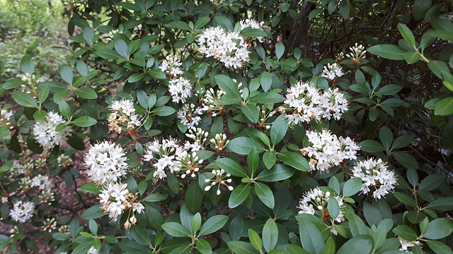 꼬리진달래(진달래과) 이미지3