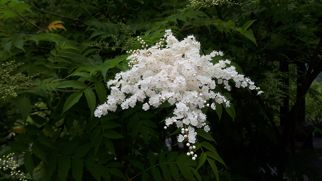 쉬땅나무(장미과) 이미지4