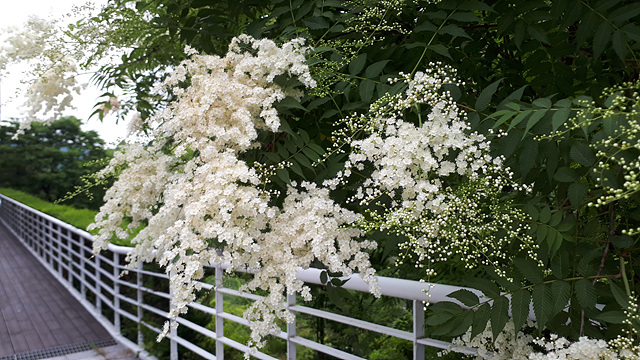 쉬땅나무(장미과) 이미지3