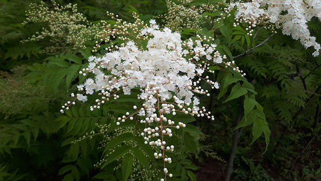 쉬땅나무(장미과) 이미지2