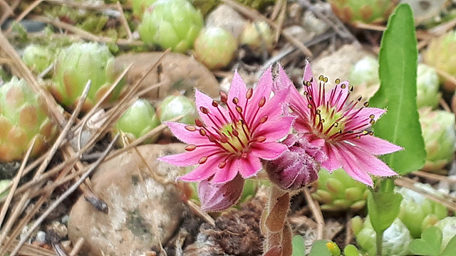 거미바위솔(돌나물과) 이미지2