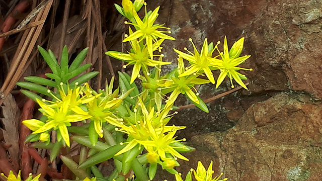 바위채송화(돌나물과) 이미지3