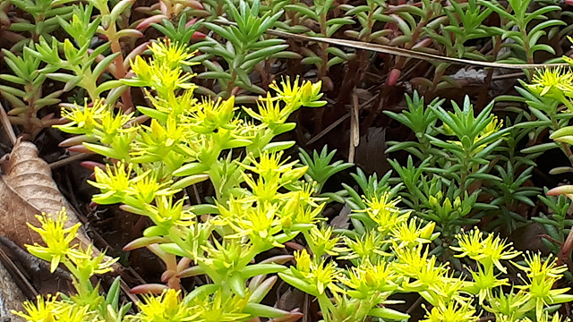 바위채송화(돌나물과) 이미지2