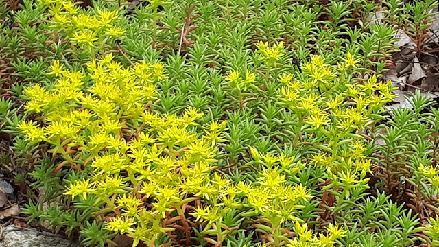 바위채송화(돌나물과) 이미지4