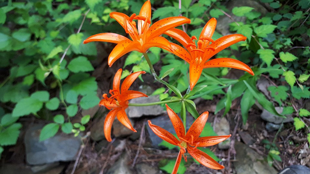 하늘말나리(백합과) 이미지2