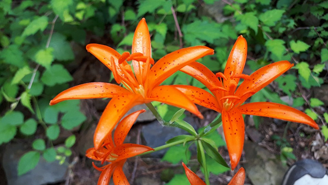 하늘말나리(백합과) 이미지3