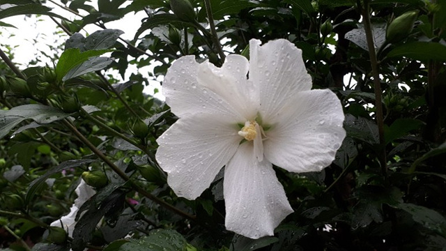 무궁화(아욱과) 이미지4