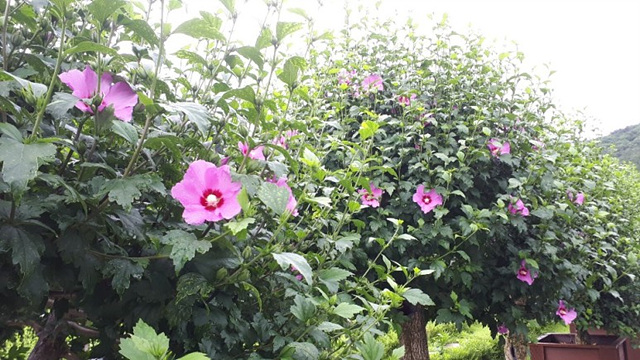 무궁화(아욱과) 이미지3