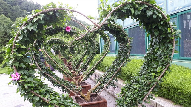 무궁화(아욱과) 이미지2