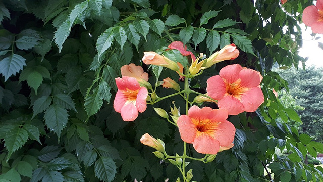 능소화(능소화과) 이미지4